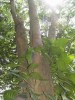 广州紫檀木2013年多少钱一吨