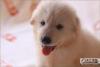 北京买宠物狗狗 萨摩耶幼犬 两个月