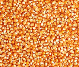 亚卫饲料厂现打款收购高粱玉米大豆