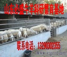北京哪有卖小尾寒羊的