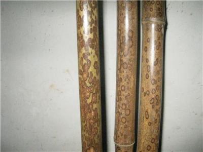 大量紅湘妃竹廣西新城竹業供應批發