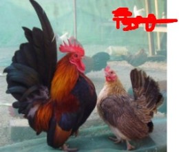 红腹锦鸡多少钱一只--哪里可以买到观赏鸡