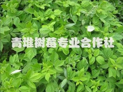 樹莓苗-封丘縣青堆樹莓專業合作社