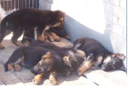 小狼狗价格---山东猎犬养殖场