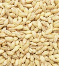 供应优质小麦