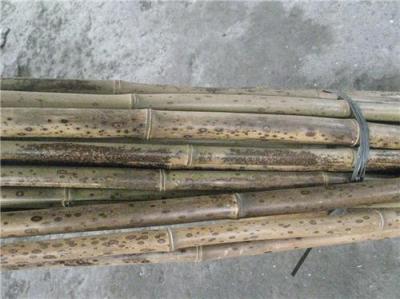 斑竹优质笔竿竹广西桂林全州新城竹业