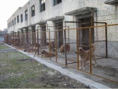 黑龙江齐齐哈尔 肉狗养殖场 养殖肉狗