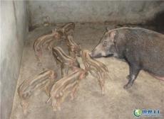 梅县五华野猪肉出售兴宁野猪种出售水口猪仔
