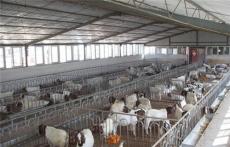 波尔山羊养殖场