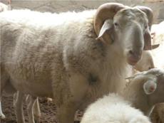 小尾寒肉羊高效养殖肉羊新优惠价格出售