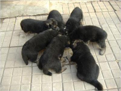 哪里有賣肉狗 旺達犬舍肉狗養殖場