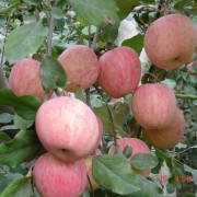 陕西红富士苹果基地树林中优质红富士批发