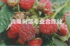 红树莓原浆价格 封丘青堆树莓