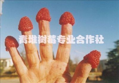 封丘青堆樹莓廠家誠招果汁代理商
