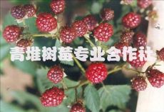 树莓种植厂家直销黑/红树莓 树莓干果