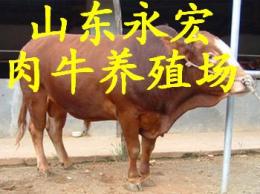 肉牛 肉牛养殖场 肉牛价格