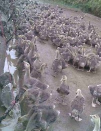 新疆朗德鹅苗怎么卖鹅苗多少钱一只