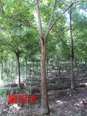 重阳木基地 常年供应各种规格重阳木