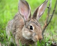 獭兔 野兔多少钱一只