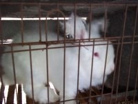 内蒙獭兔养殖 野兔养殖 比利时兔 哈白兔