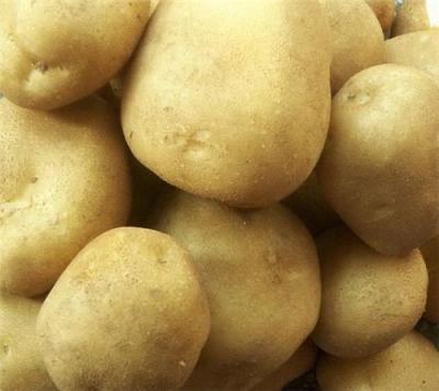 土豆种子优质土豆种子秋季脱毒土豆种子中心