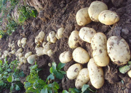 供应土豆种子优质土豆种子一级土豆种子中心
