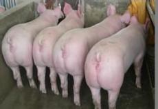 彭州哪里有养猪场