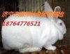 獭兔养殖场 獭兔 獭兔价格 獭兔图片