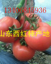 哪里的西红柿价格低