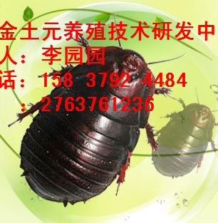 孟津土元新安土元洛寧土元嵩縣土元伊川土元