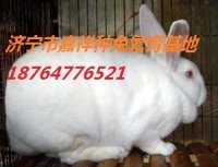 獭兔价格 青紫兰兔养殖 长毛兔价格