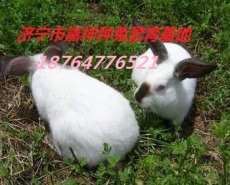 青紫兰兔价格比利时兔 长毛兔养殖 野兔