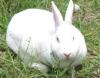 邯郸獭兔 种兔 野兔养殖基地