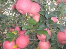 陕西红富士苹果多少钱一斤
