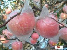 陕西膜袋红富士苹果价格80以上多少钱