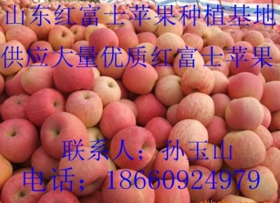 山东红富士苹果价格 山东红富士苹果供应