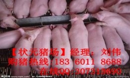 泸州哪里有养猪场