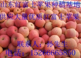 山东红富士苹果销售信息 红富士行情信息