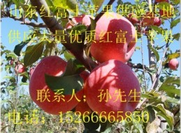 山东红富士苹果基地批发 山东苹果行情信息