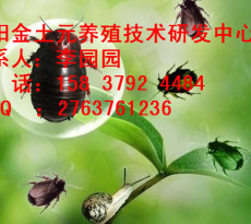土元養(yǎng)殖是真的嗎土元的醫(yī)用價(jià)值