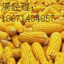 X兴牧饲料大量需求 大豆菜粕玉米高粱小麦