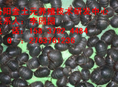 土元做什么藥用土元是中藥材嗎土元怎么養(yǎng)