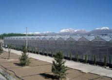 阳光板温室工程