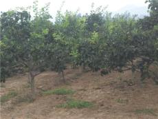 供应山西优质山楂树核桃树苹果树桃树