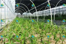 超级竹柳为300株/亩