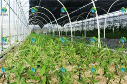 超级竹柳为300株/亩