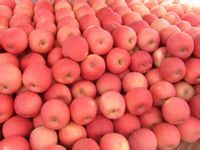 山东果蔬种植基地供应红富士苹果