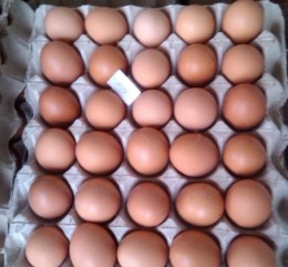 供应优质散装褐鸡蛋