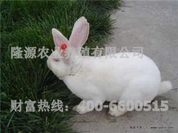 獭兔种兔价格/河北沧州獭兔养殖场