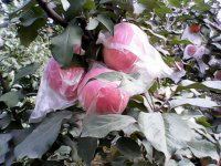 2013年紅富士蘋果價格走勢